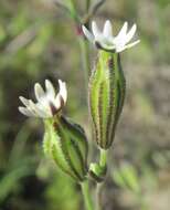 Слика од Silene aethiopica subsp. aethiopica