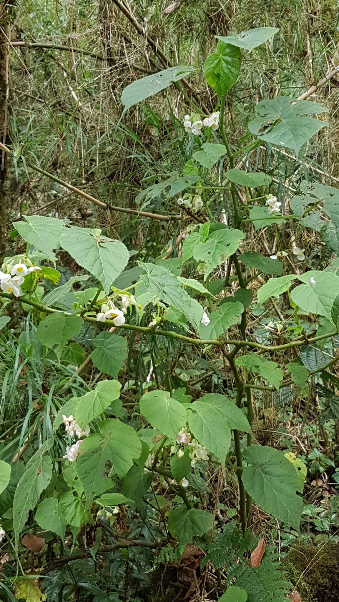 Слика од Begonia oaxacana A. DC.