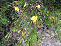 Image of Hypericum strictum (Triana & Planch.) Kunth