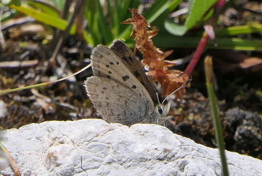 Image de Lycaena standfussi (Grum-Grshimailo 1891)