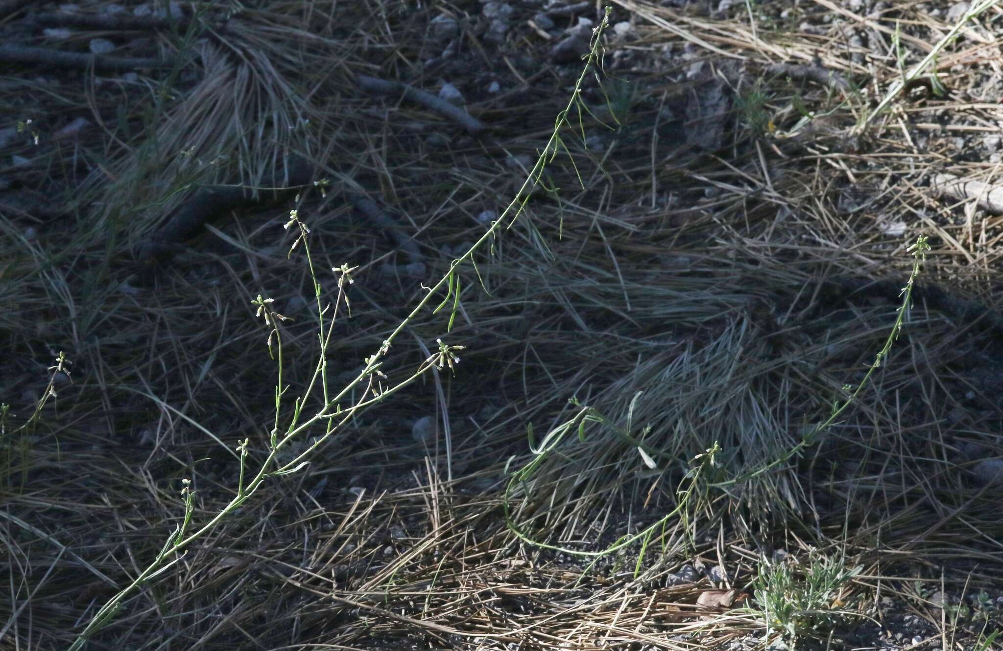 Image of Holboell's rockcress