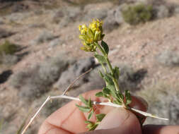 Image of Fremont's chaffbush