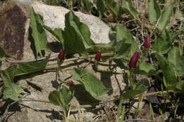 Image de Convolvulus durandoi Pomel