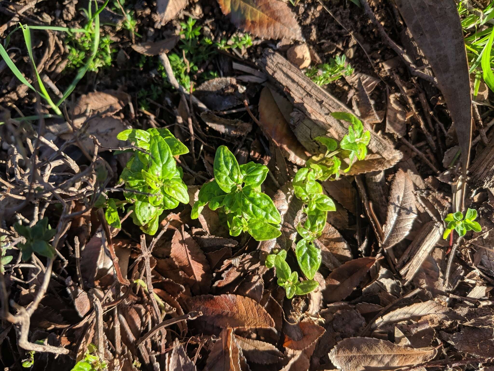 Image of Mentha australis R. Br.