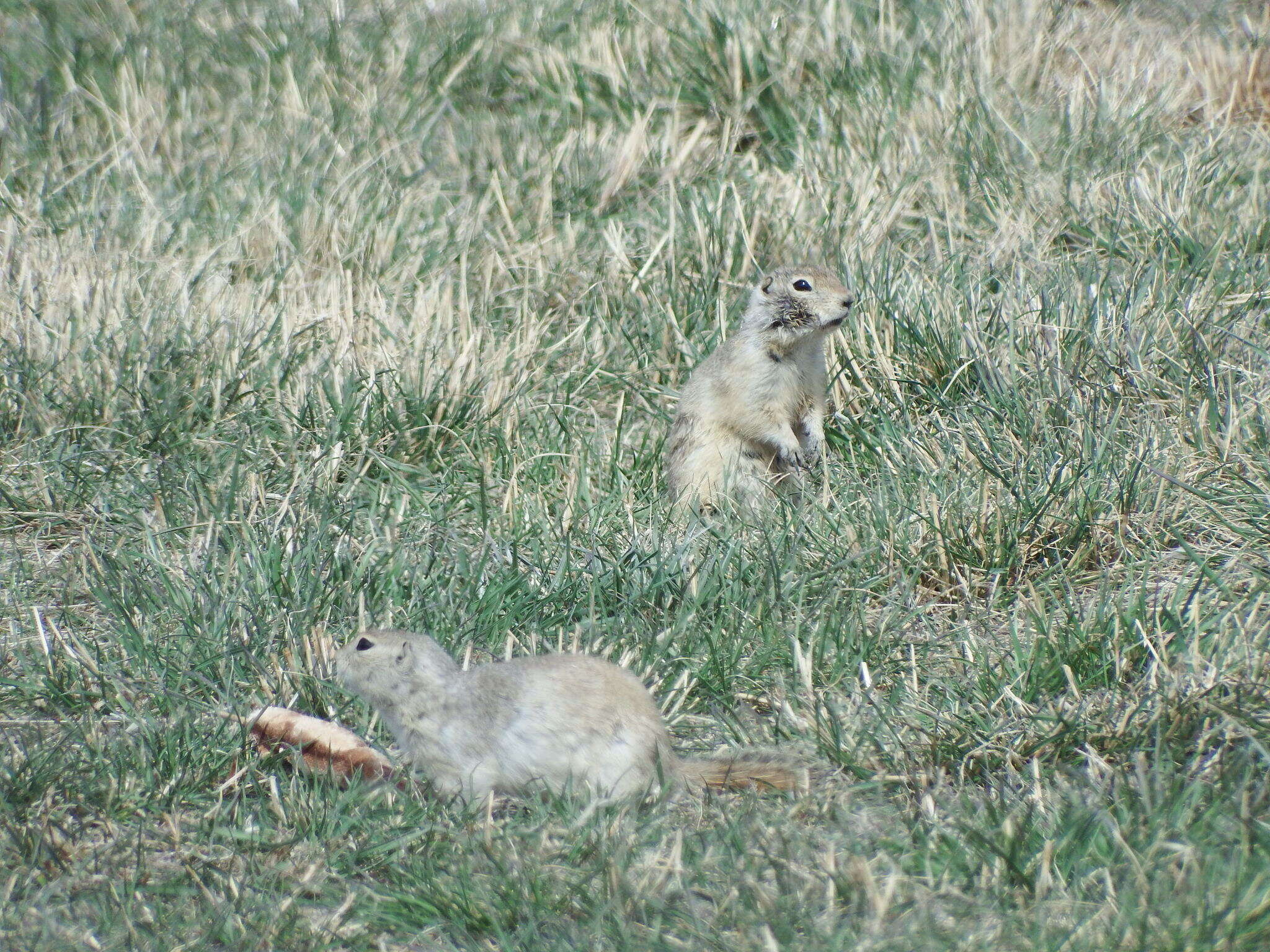 Image of Richardson's ground squirrel