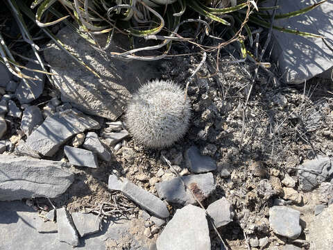 Image of Epithelantha unguispina