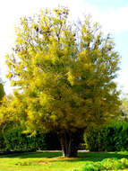 Image of Chinese honeylocust