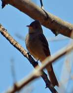 Image of Greater Pewee