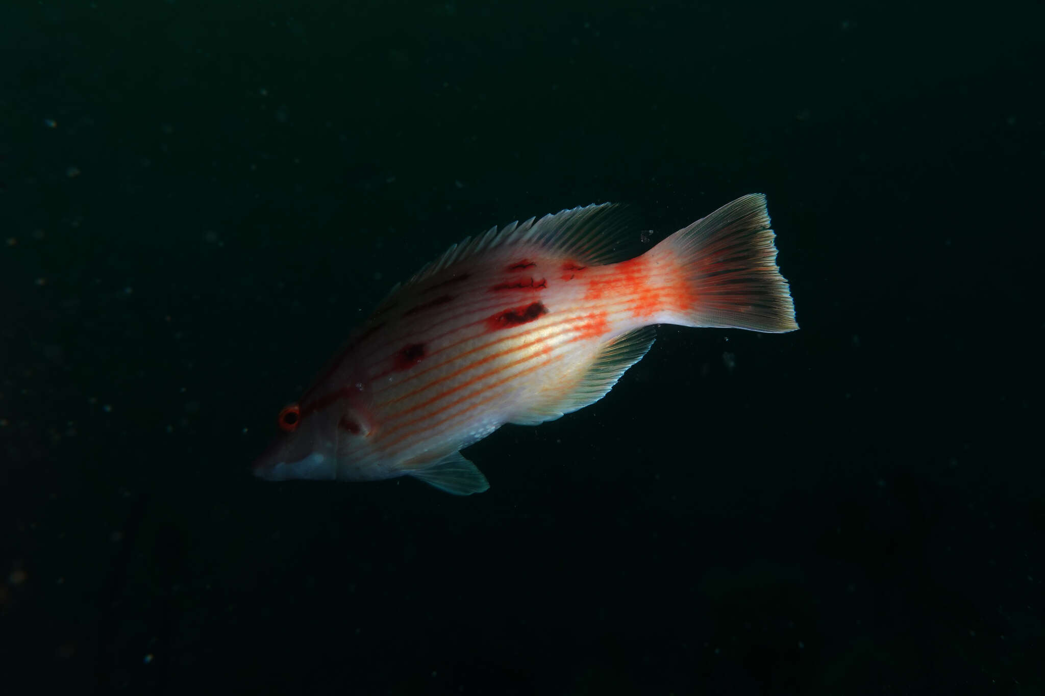 Bodianus unimaculatus (Günther 1862) resmi