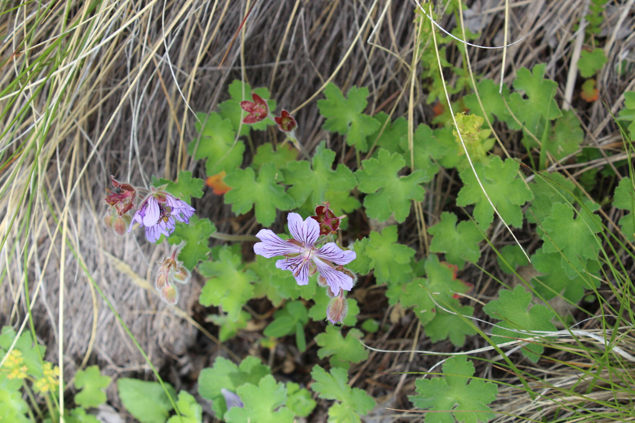 Image of cranesbill