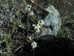 Image of Draba gilliesii Hook. & Arn.