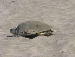 Image of Ridley sea turtles