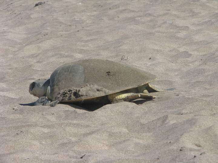 Image of Ridley sea turtles