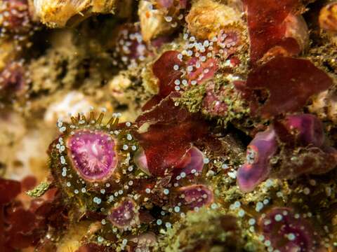 Image of Jewel anemone