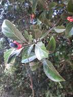 Image of Nectandra grandiflora Nees & Mart. ex Nees