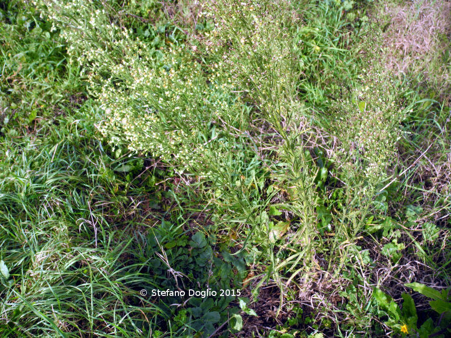 Imagem de Erigeron sumatrensis Retz.