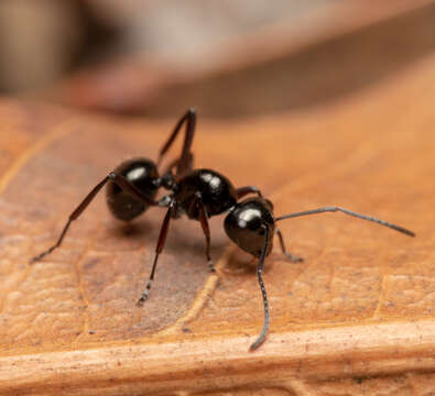 Image of Polyrhachis pilosa Donisthorpe 1938