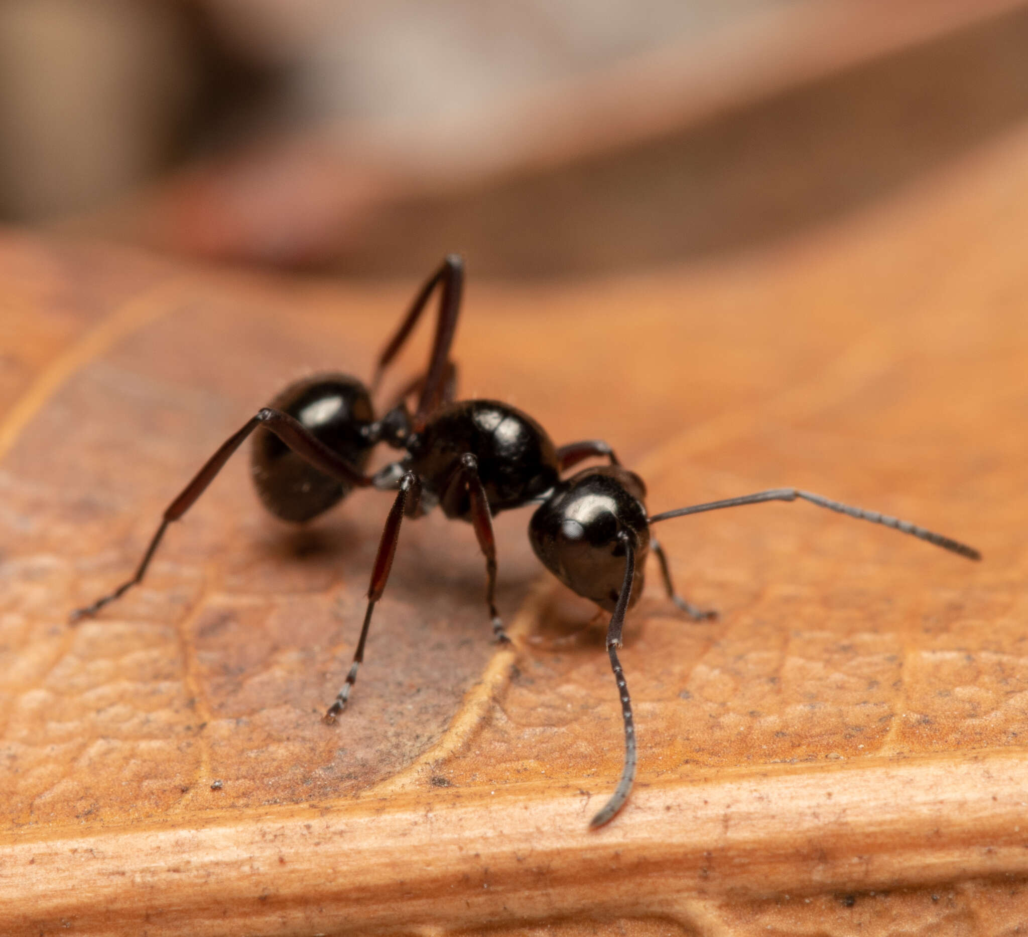 Image of Polyrhachis pilosa Donisthorpe 1938