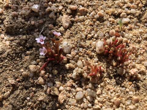 Image of streambank springbeauty