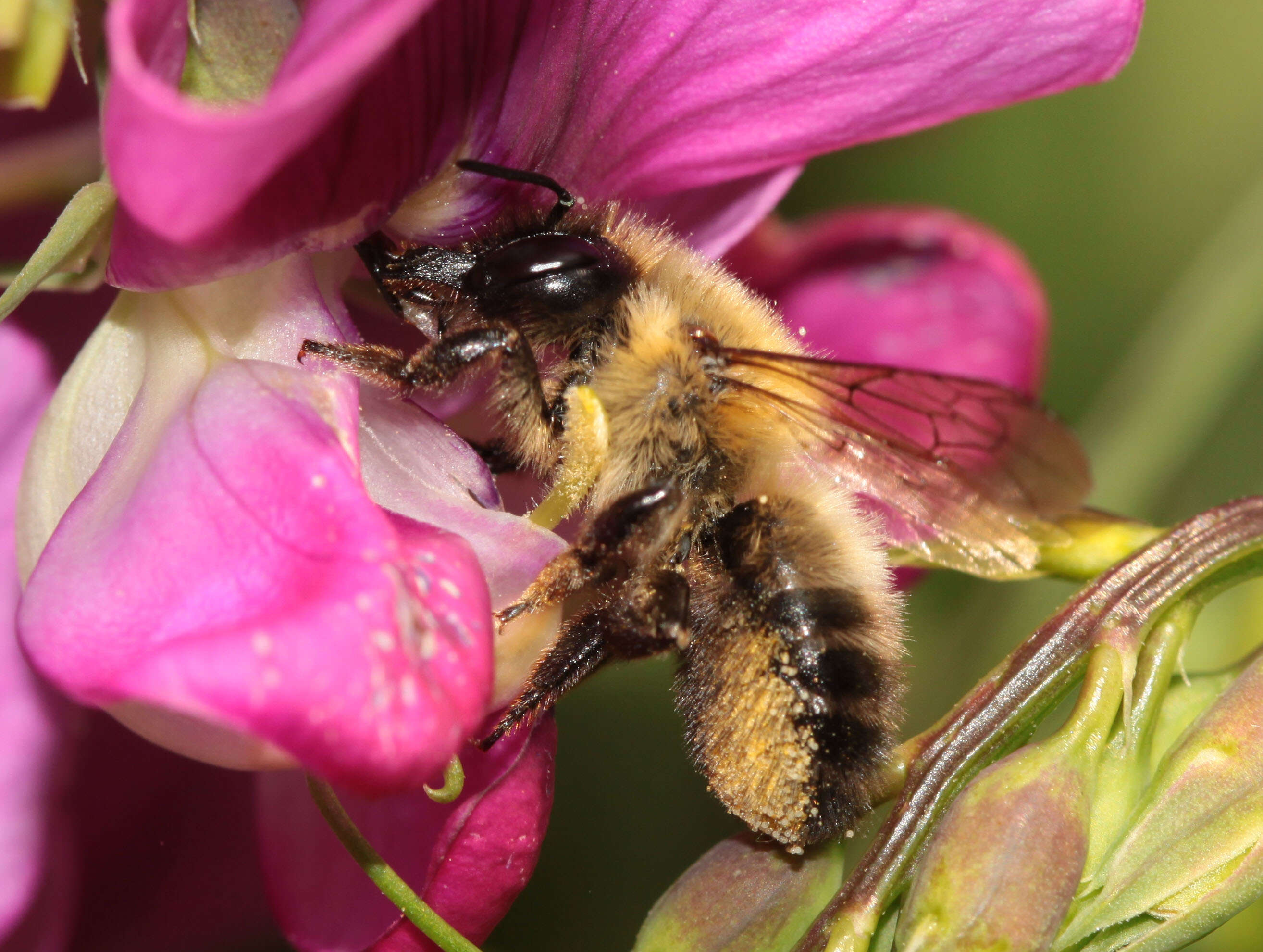 Image of Megachile nigriventris Schenck 1870