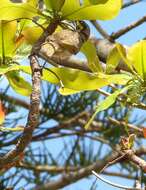 Image of Mangrove Honeyeater