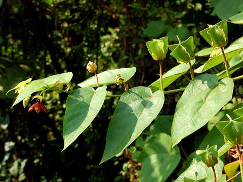 Image of Theobromateae