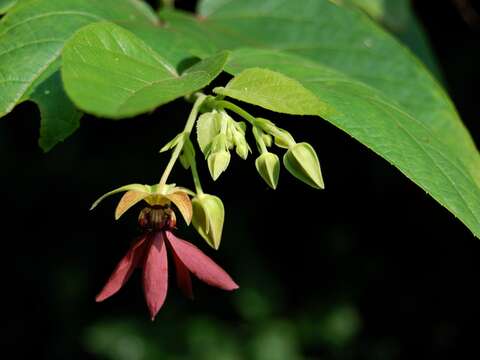 Image of Theobromateae