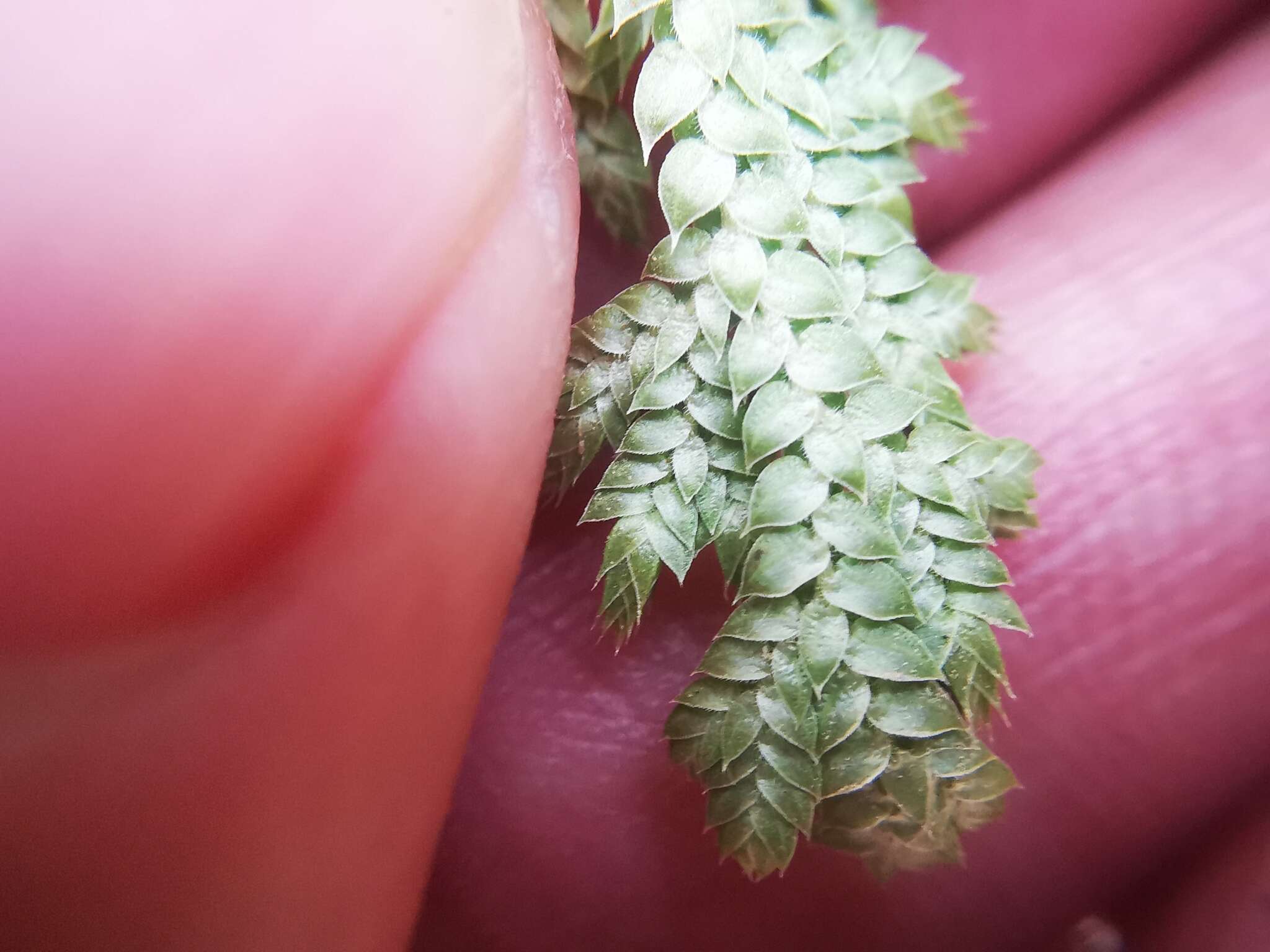 Image of Selaginella pallescens (C. Presl) Spring