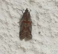 Acrobasis bithynella Zeller 1848 resmi