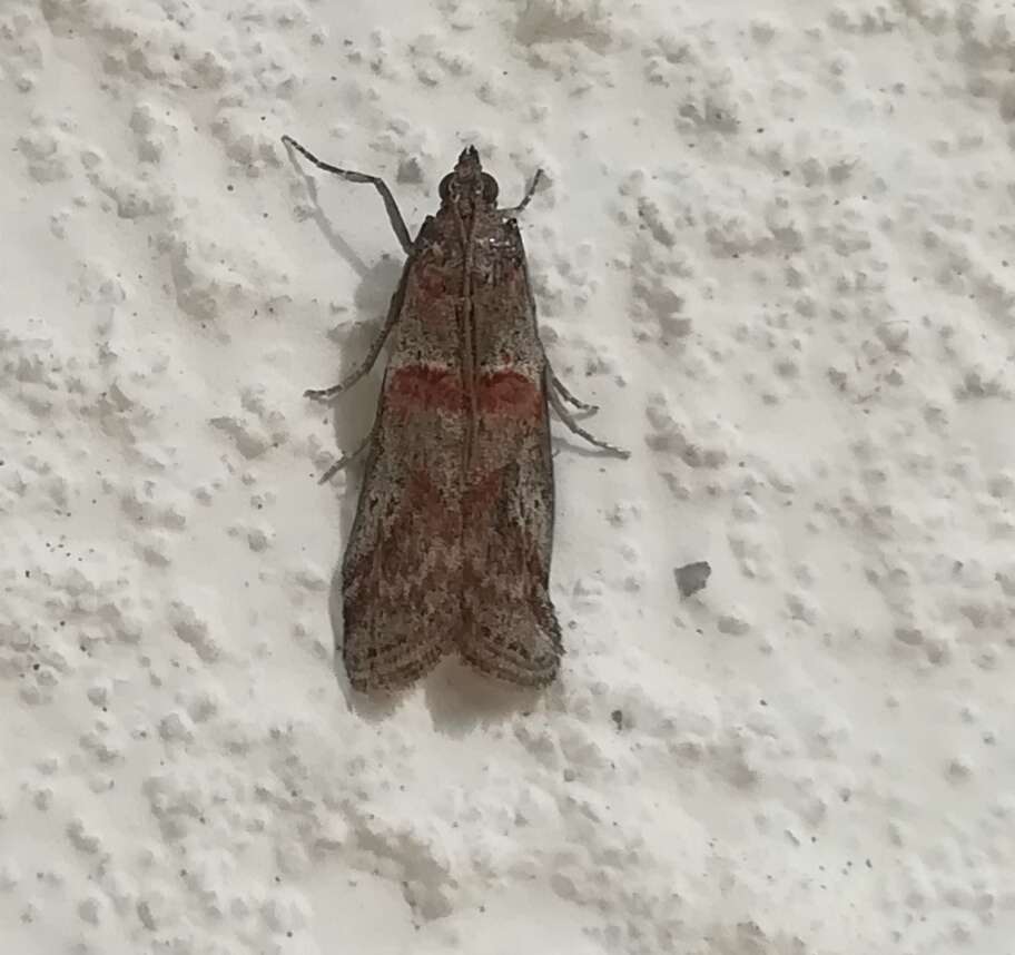 Acrobasis bithynella Zeller 1848 resmi