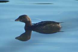 Image of Podilymbus podiceps podiceps (Linnaeus 1758)