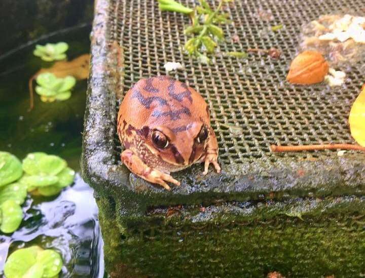 Image of horseshoe forest treefrog