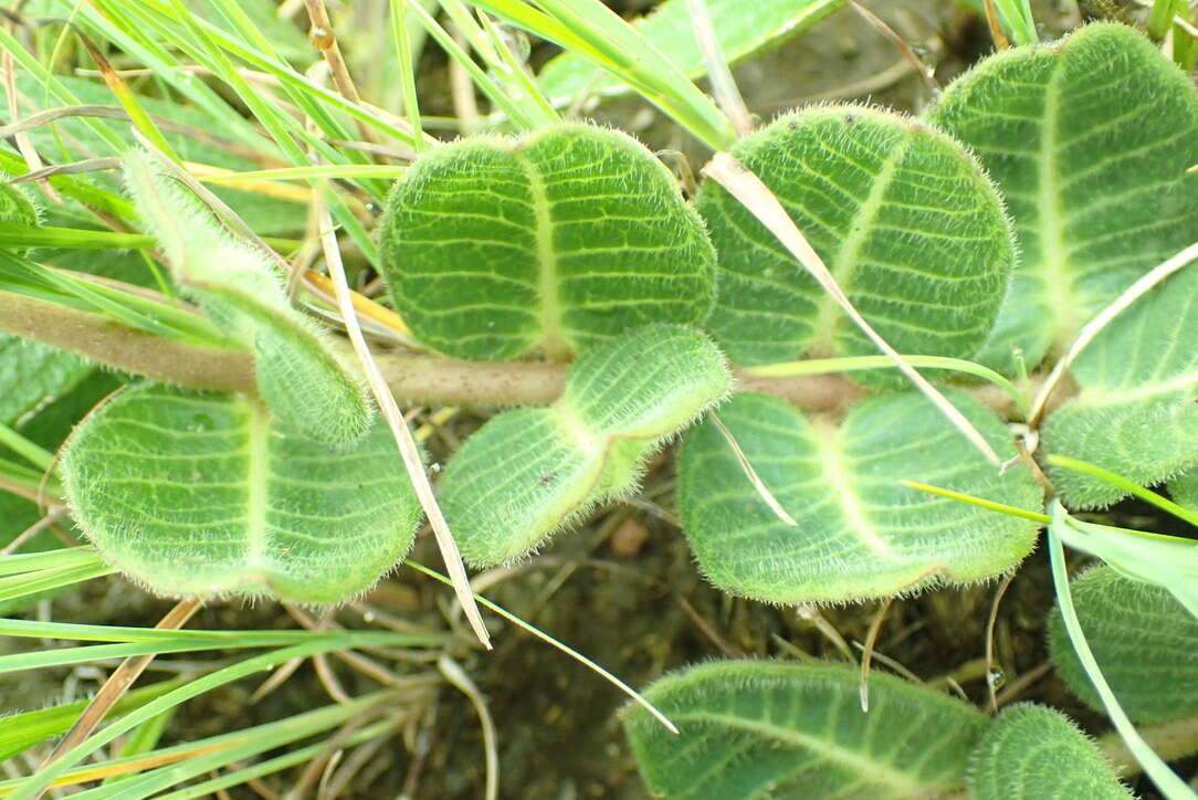 صورة Asclepias vicaria N. E. Br.