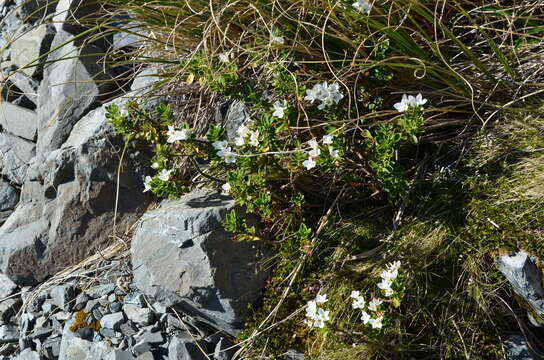 Image of <i>Veronica <i>macrantha</i></i> var. macrantha