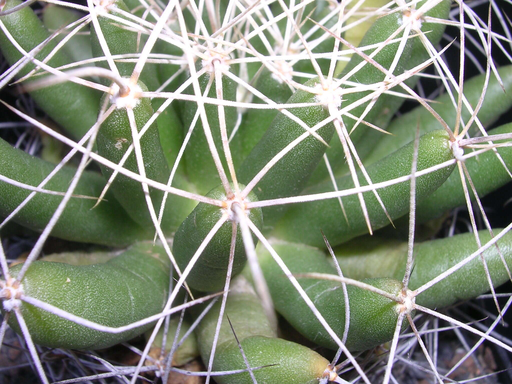 Image of Green-fruit Nipple Cactus