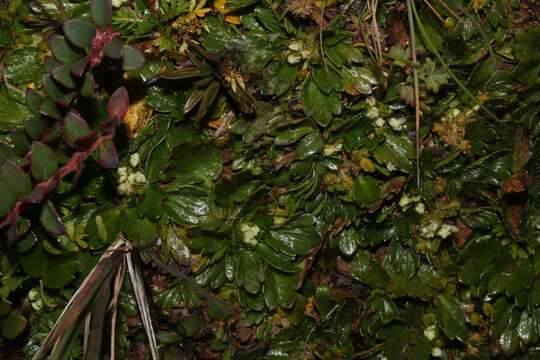 Image de Azorella crenata (Ruiz & Pav.) Pers.