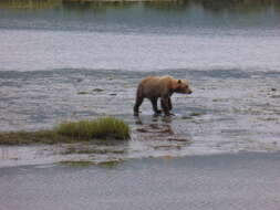 Image of Ursus arctos middendorffi Merriam 1896