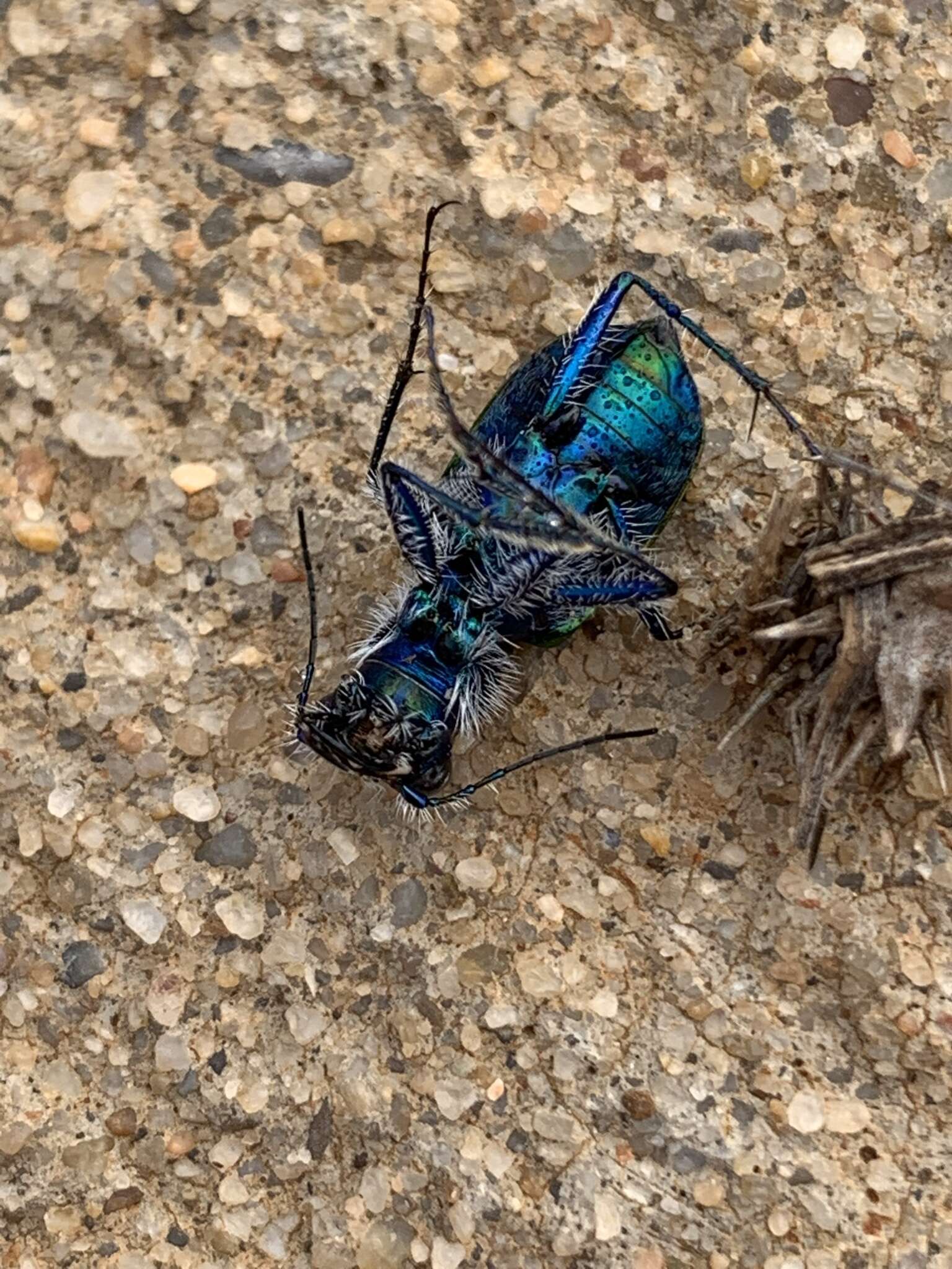 Image of Cicindela (Cicindela) scutellaris scutellaris Say 1823