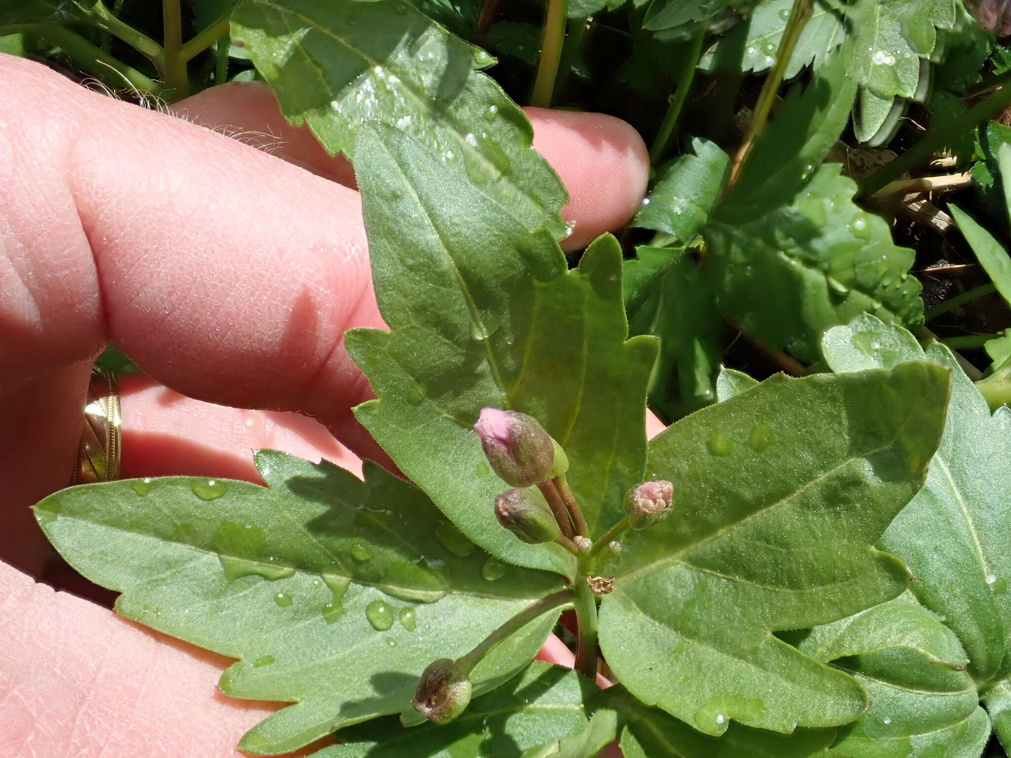 Imagem de Cardamine maxima (Nutt.) A. W. Wood