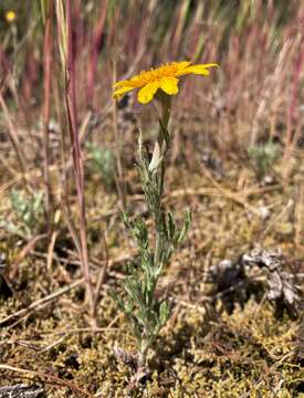 Image of common woolly sunflower