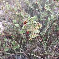 Image of Texas burstwort