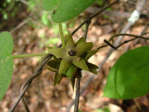 Image of Matelea gonoloboides (B. L. Robinson & Greenm.) R. E. Woodson