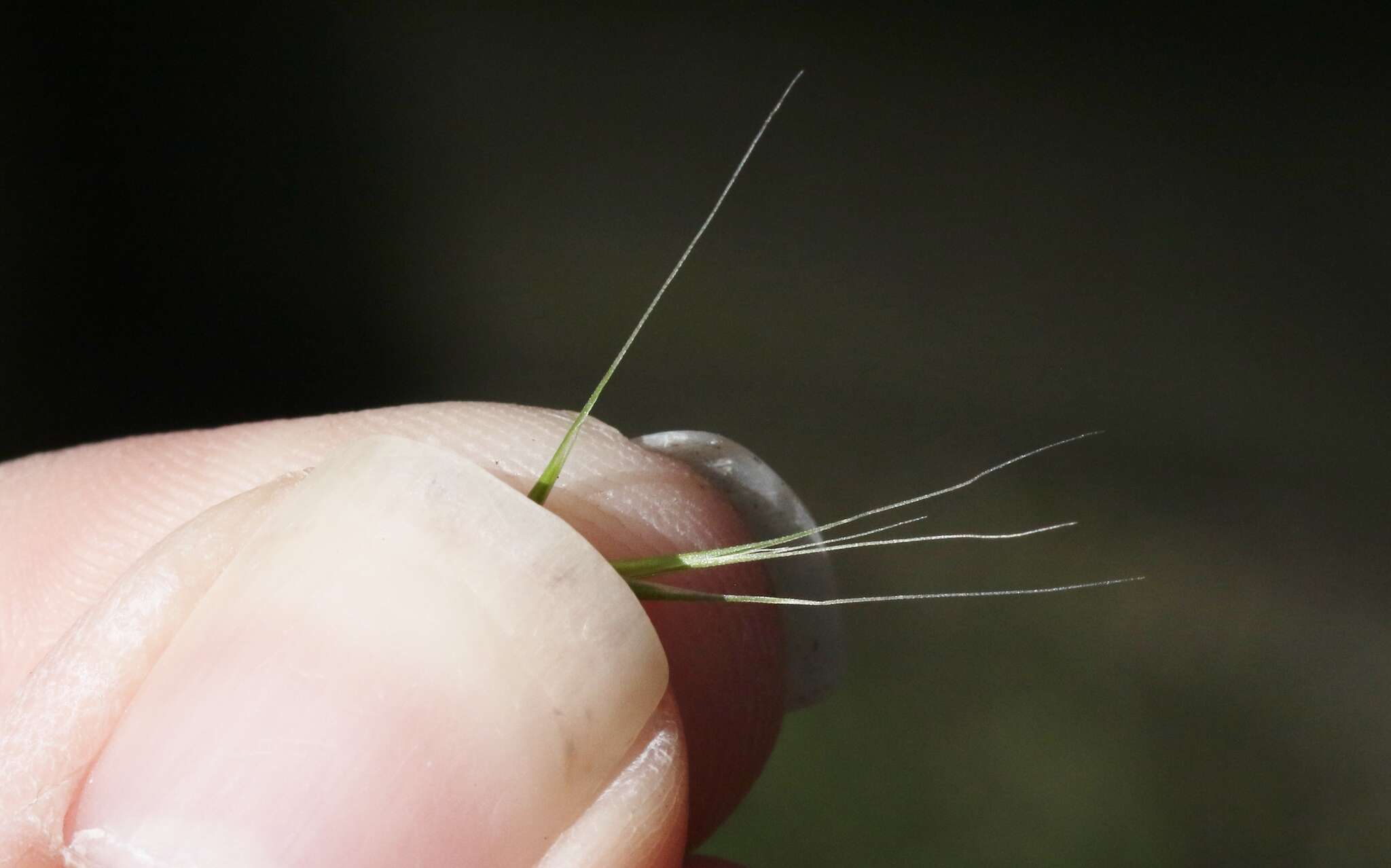 Image of brome fescue