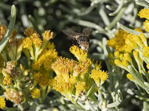 Image of Gonia bimaculata Wiedemann 1819