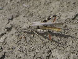 Image of Groove-headed Grasshopper