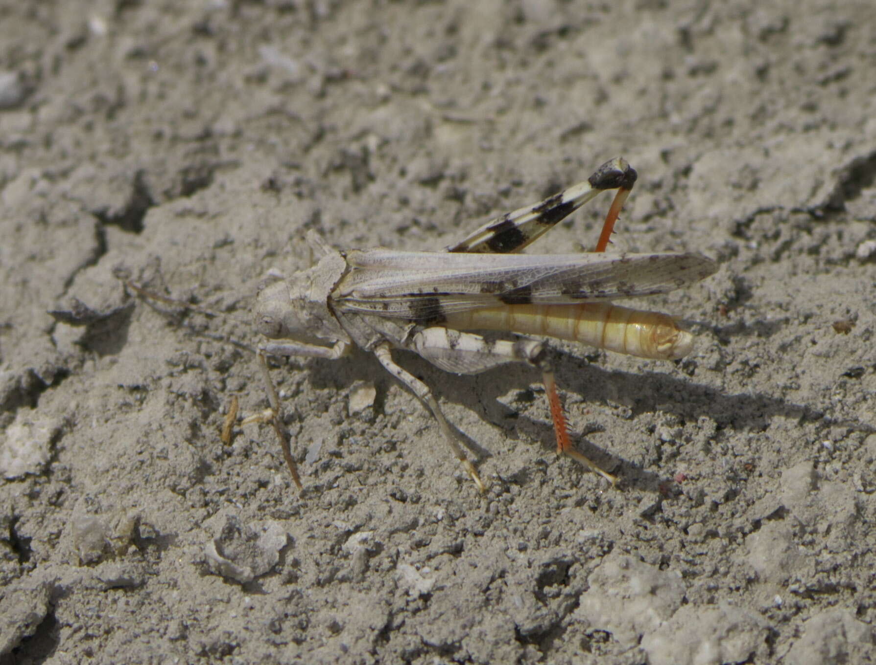 Image of Groove-headed Grasshopper