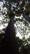 Image of Atherton Kauri Pine