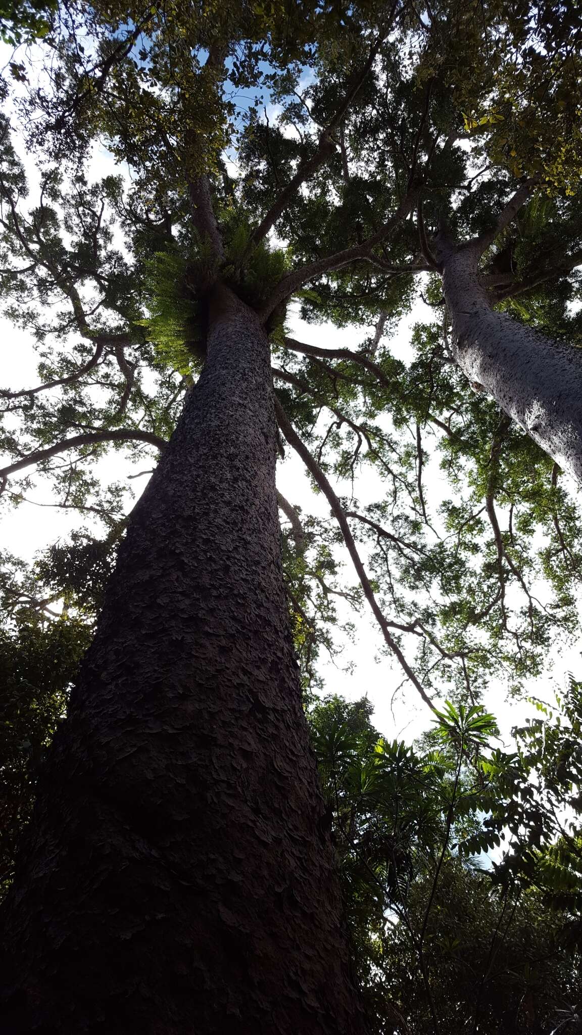 Image of Atherton Kauri Pine