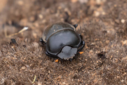 صورة Scarabaeus rusticus (Boheman 1857)