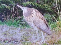 Image of Australasian Bittern